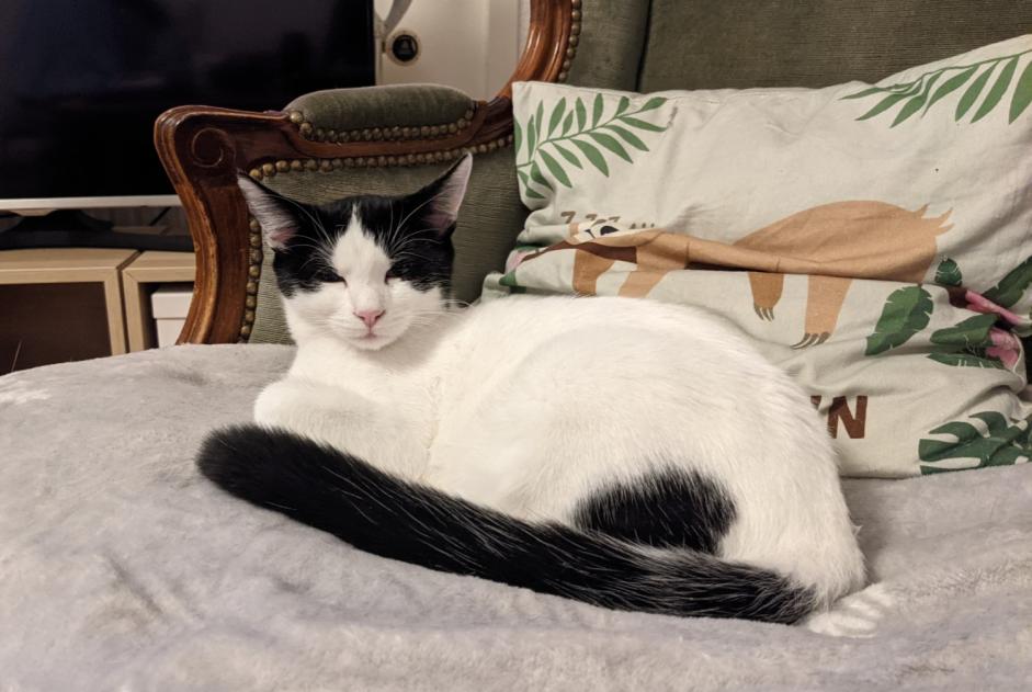 Vermisstmeldung Katze rassenmischung Weiblich , 5 jahre Marly Schweiz