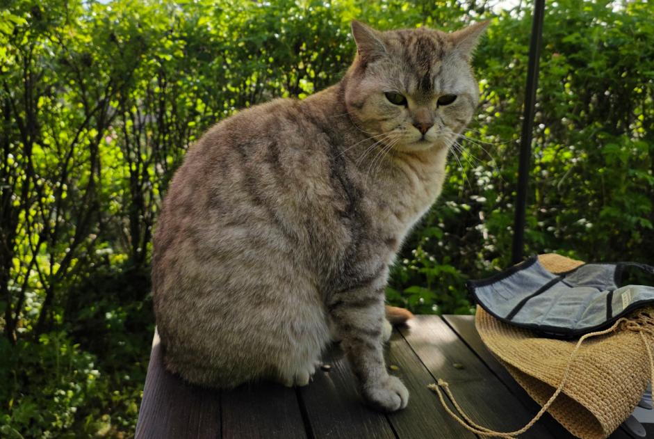 Vermisstmeldung Katze  Männliche , 7 jahre Rue Schweiz