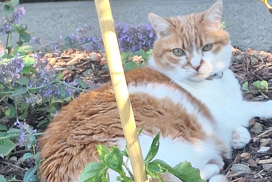 Vermisstmeldung Katze rassenmischung Männliche , 17 jahre Matran Schweiz