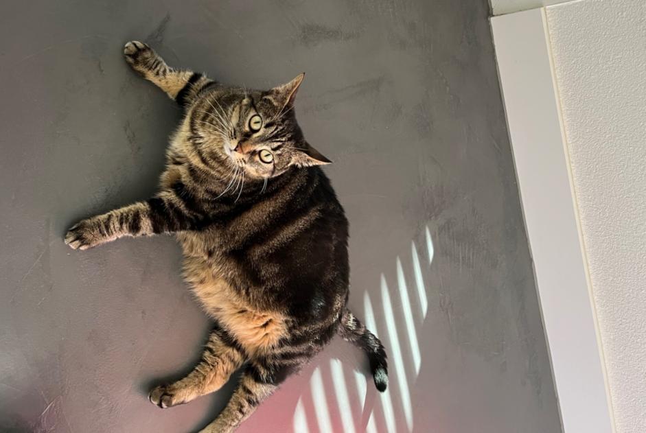 Discovery alert Cat Unknown Bulle Switzerland Discovery alert Cat Unknown Bulle Switzerland