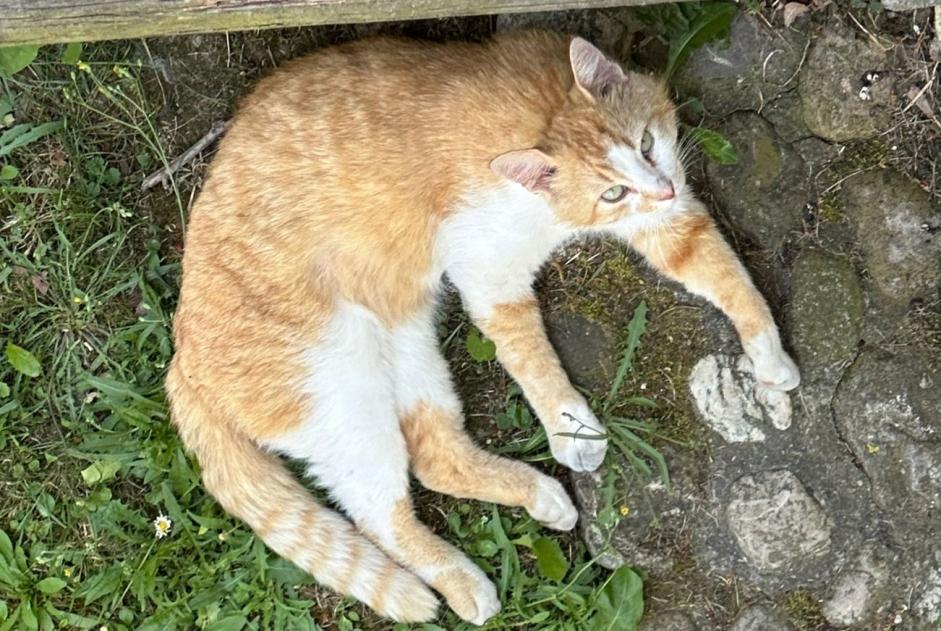 Discovery alert Cat Unknown Yverdon-les-Bains Switzerland