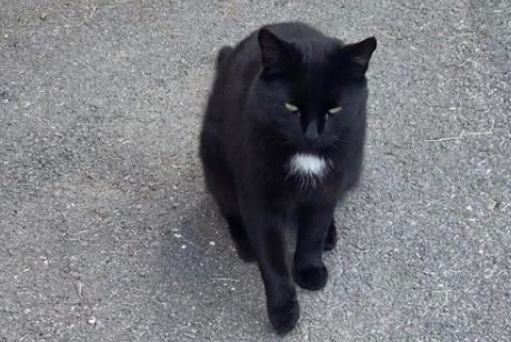 Discovery alert Cat Unknown Ollon Switzerland