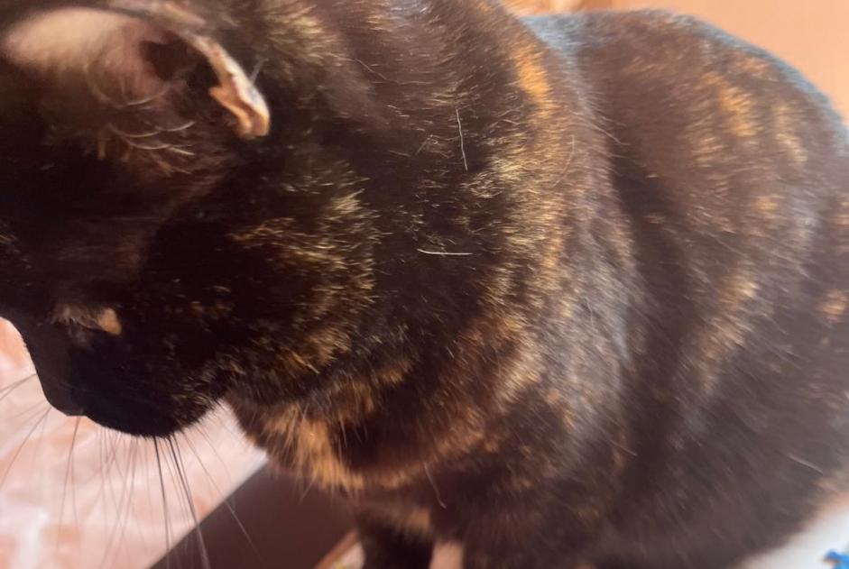 Disappearance alert Cat miscegenation Female , 10 years Chez-le-Bart Switzerland