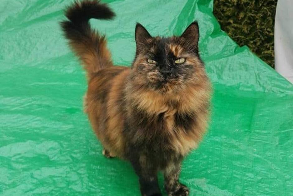 Disappearance alert Cat miscegenation Female , 24 years Corcelles-près-Payerne Switzerland Disappearance alert Cat miscegenation Female , 24 years Corcelles-près-Payerne Switzerland