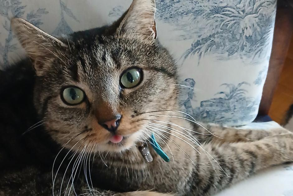 Alerta de Desaparición Gato  Macho , 5 años Ormont-Dessous Suiza