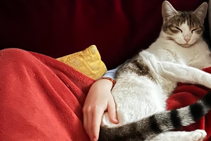 Alerta de Desaparición Gato Hembra , 1 años Lausanne Suiza Alerta de Desaparición Gato Hembra , 1 años Lausanne Suiza
