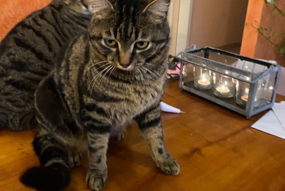 Alerte Disparition Chat  Mâle , 5 ans Gibloux Suisse