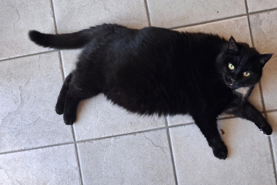 Alerte Disparition Chat Femelle , 12 ans Bulle Suisse Alerte Disparition Chat Femelle , 12 ans Bulle Suisse