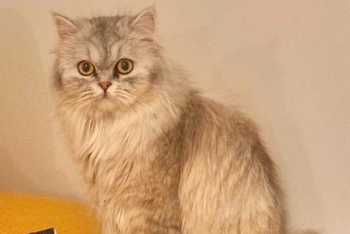 Alerte Disparition Chat  Femelle , 1 ans Genève Suisse