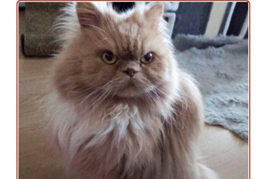 Alerte Disparition Chat  Mâle , 11 ans Corsier Suisse