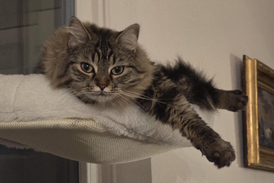Alerte Disparition Chat  Femelle , 3 ans Hautemorges Suisse