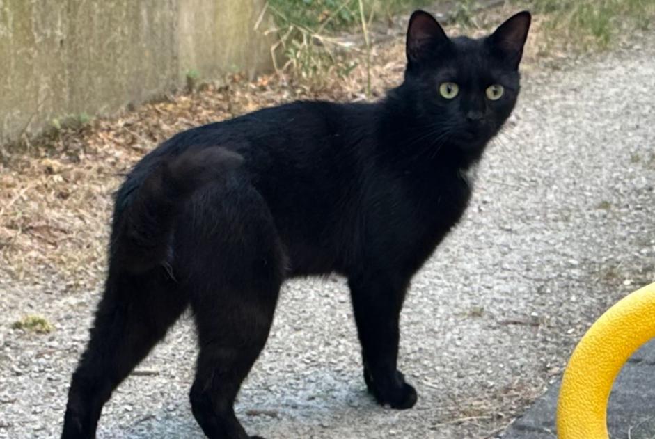 Alerte Découverte Chat Mâle Yverdon-les-Bains Suisse