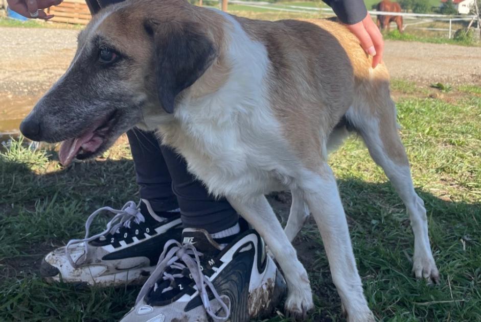 Alerte Découverte Chien Mâle La Chaux-de-Fonds Suisse