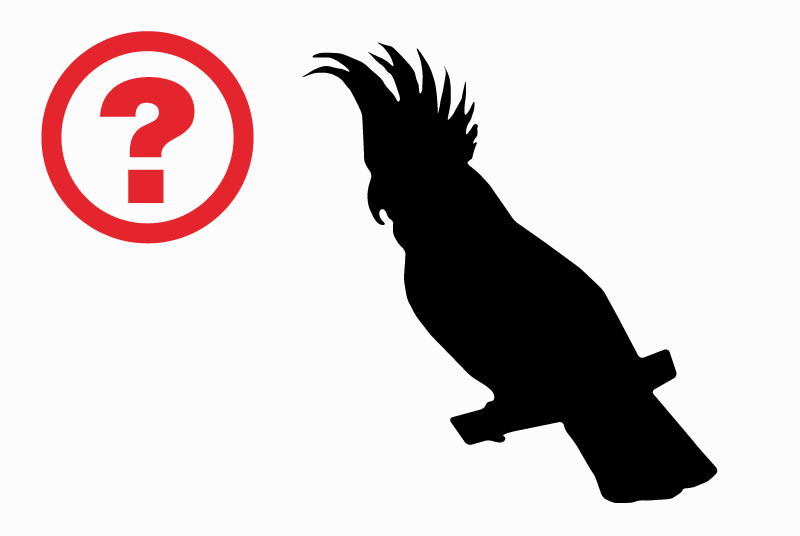 Alerte Découverte Oiseau Inconnu Fribourg Suisse Alerte Découverte Oiseau Inconnu Fribourg Suisse