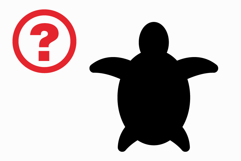 Alerte Découverte Tortue Inconnu Carouge Suisse