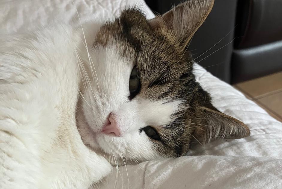 Avviso scomparsa Gatto Femmina , 6 anni Belmont-Broye Svizzera Avviso scomparsa Gatto Femmina , 6 anni Belmont-Broye Svizzera