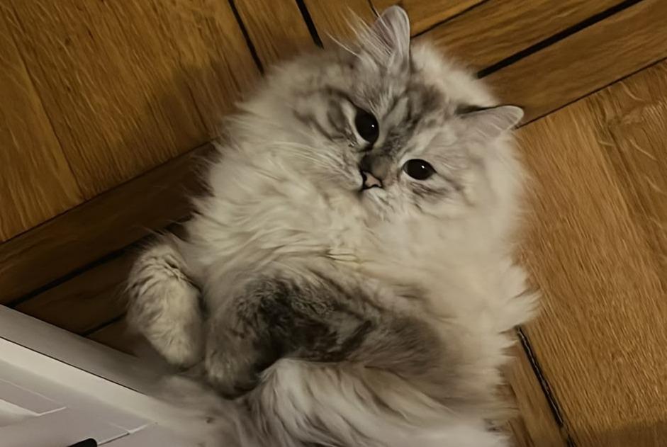 Avviso scomparsa Gatto  Femmina , 1 anni Genève Svizzera