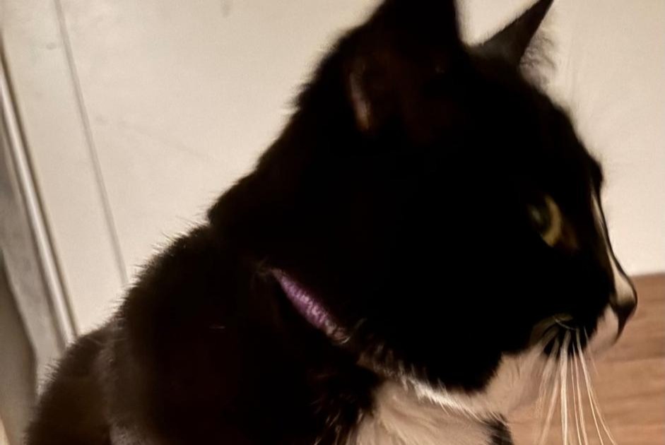 Avviso scomparsa Gatto Femmina , 3 anni La Chaux-de-Fonds Svizzera