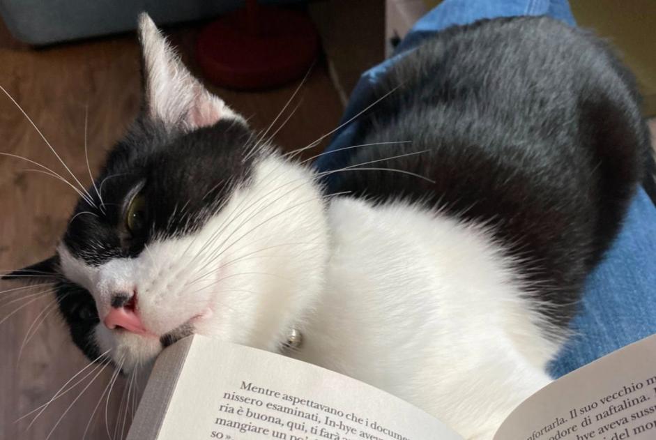 Avviso scomparsa Gatto  Maschio , 4 anni Vevey Svizzera
