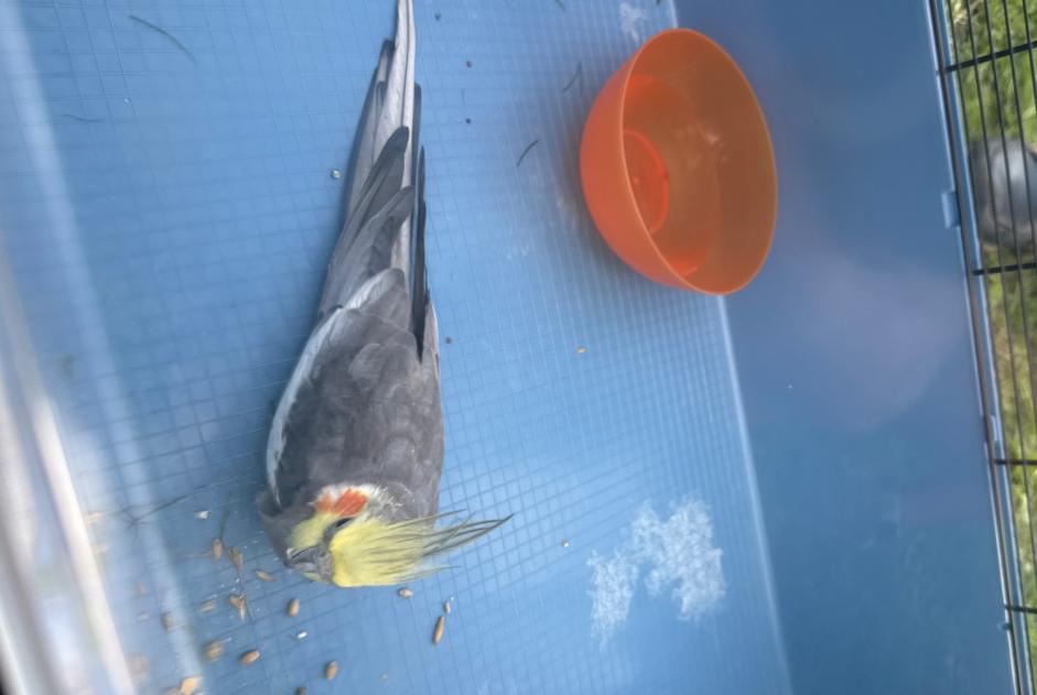 Avviso Ritrovamento Uccello Non conosciuta Sierre Svizzera
