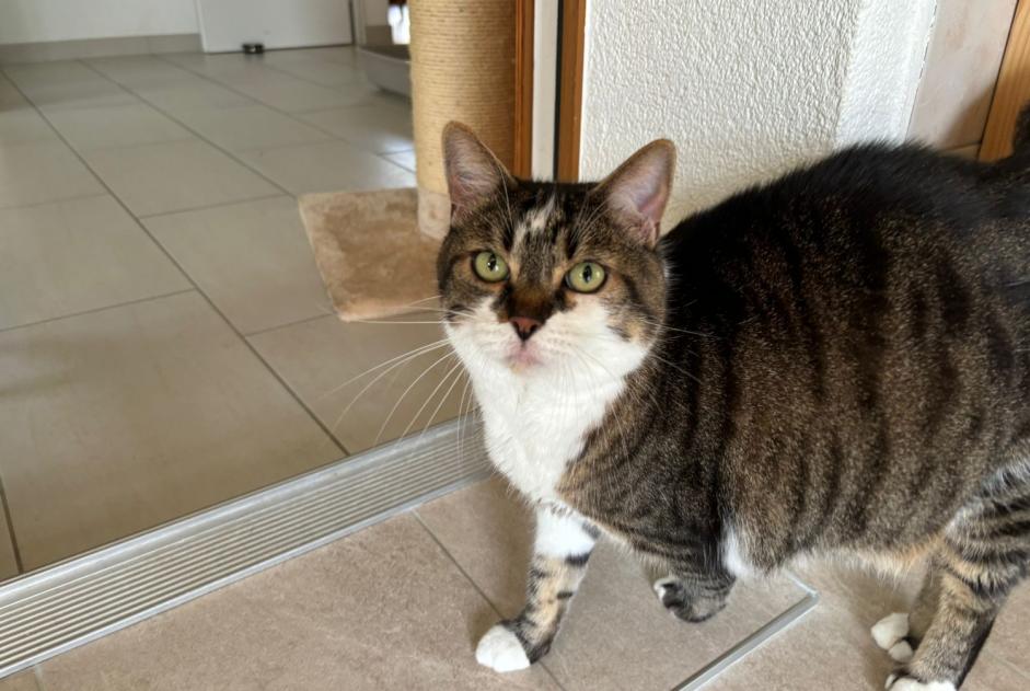 Verdwijningsalarm Kat Mannetje , 10 jaar Genève Zwitserland Verdwijningsalarm Kat Mannetje , 10 jaar Genève Zwitserland