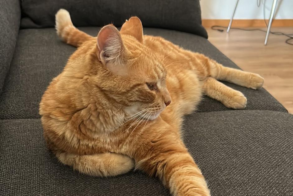 Alerta desaparecimento Gato cruzamento Macho , 12 anos Grandson Switzerland Alerta desaparecimento Gato cruzamento Macho , 12 anos Grandson Switzerland