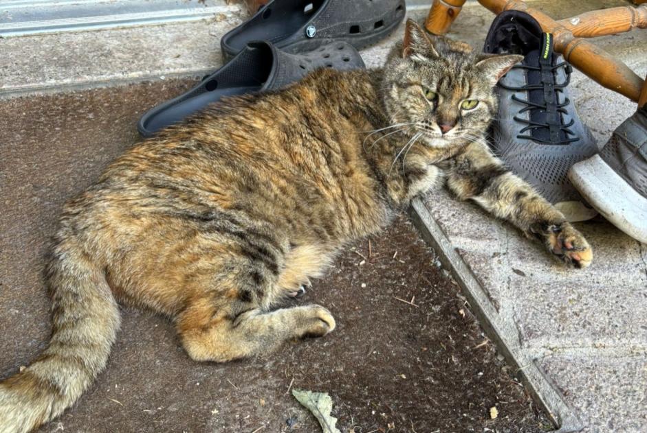 Alerta descoberta Gato Desconhecido Blonay - Saint-Légier Switzerland