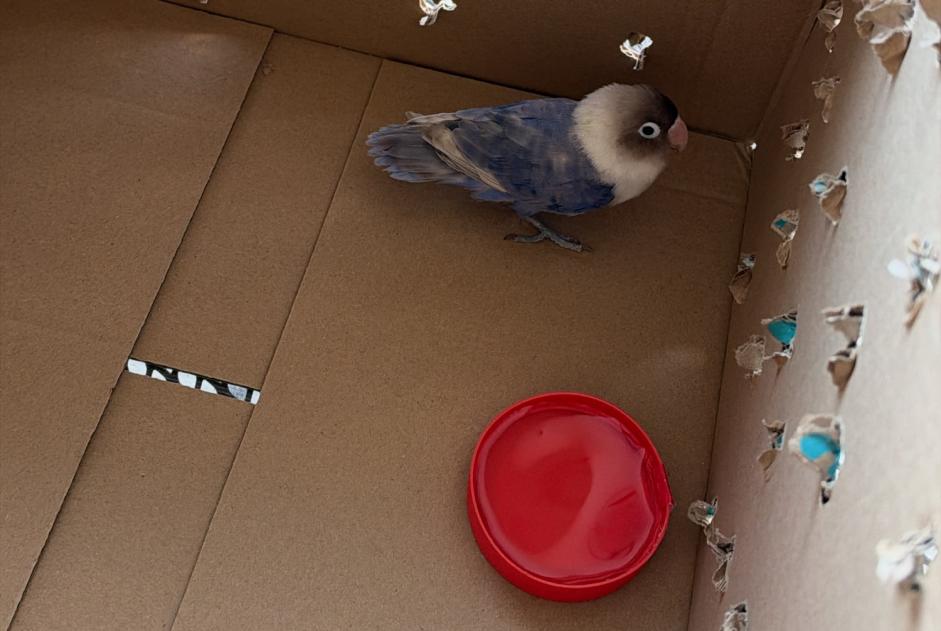Alerta descoberta Pássaro Desconhecido Neuchâtel Switzerland